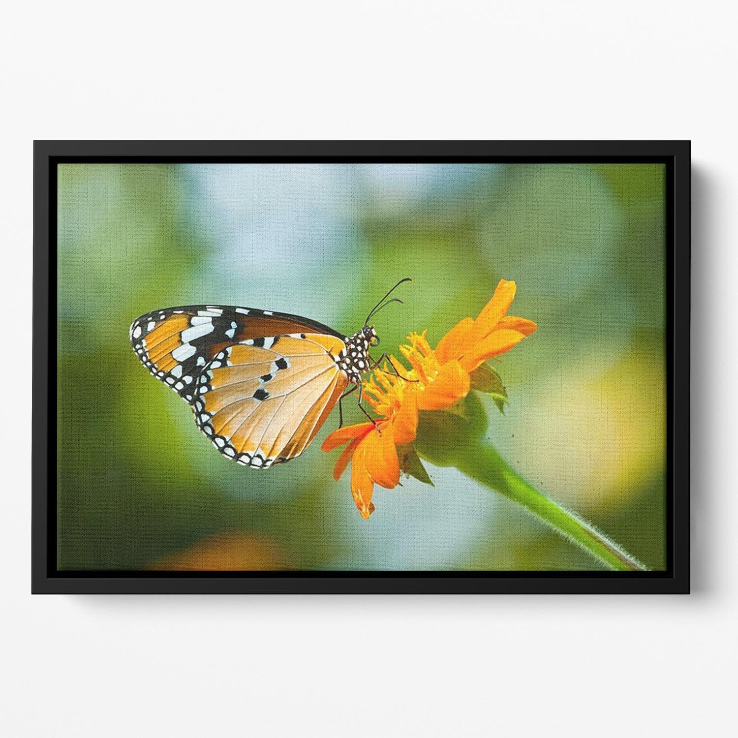Orange butterfly on flower Thailand. Floating Framed Canvas - Canvas Art Rocks - 2