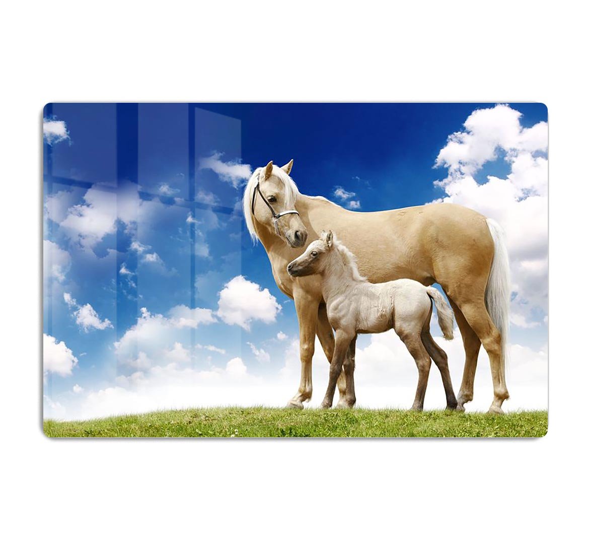 Palomino horses on grey gradient HD Metal Print - Canvas Art Rocks - 1