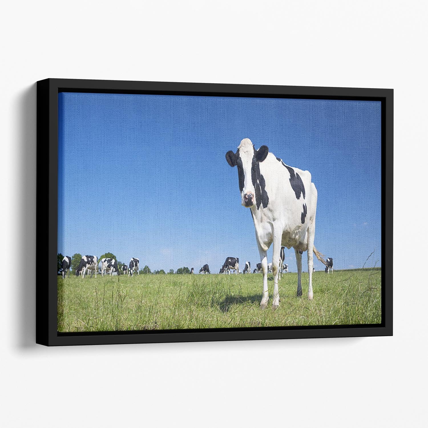 Panoramic view of black and white cow Floating Framed Canvas - Canvas Art Rocks - 1
