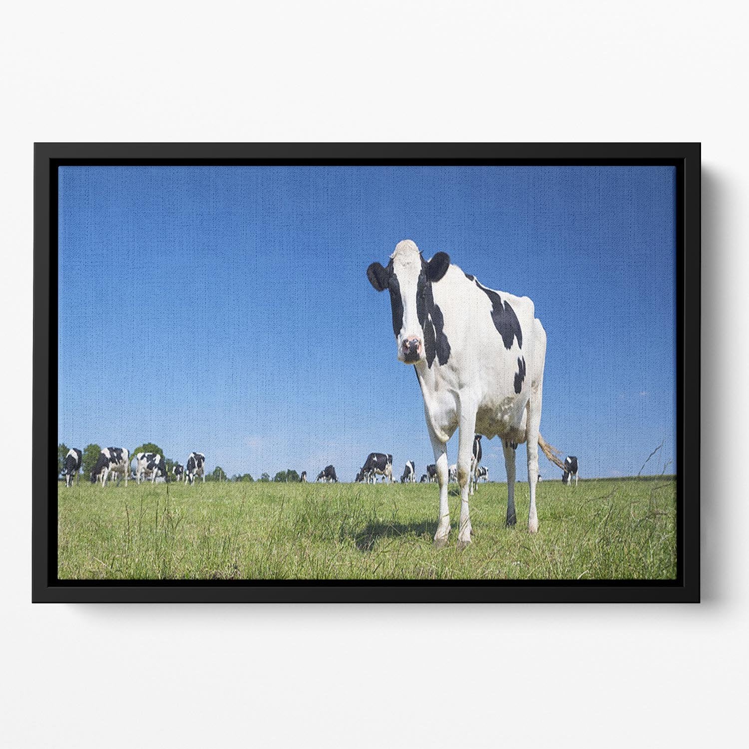 Panoramic view of black and white cow Floating Framed Canvas - Canvas Art Rocks - 2
