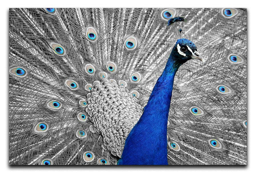 Peacock Print - Canvas Art Rocks - 1