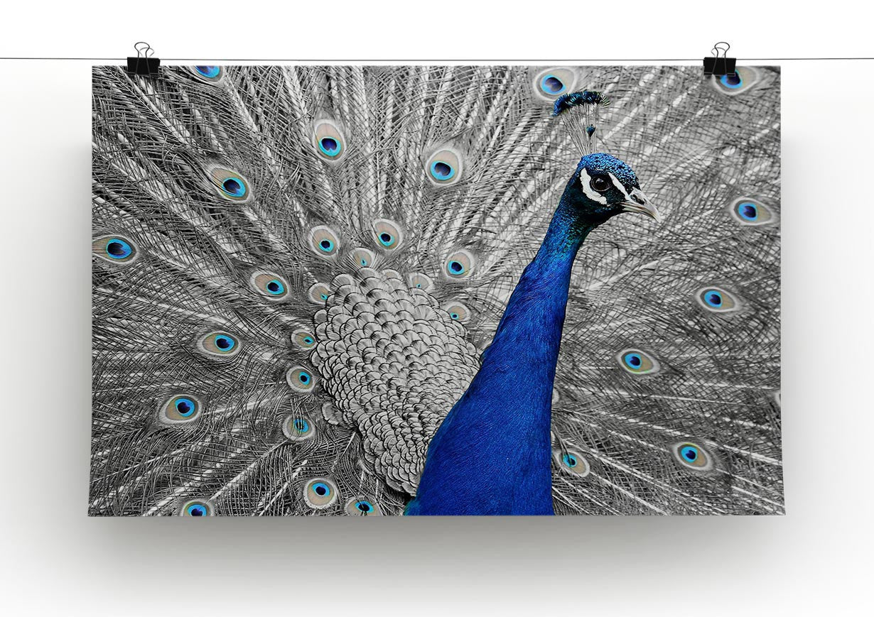 Peacock Print - Canvas Art Rocks - 2