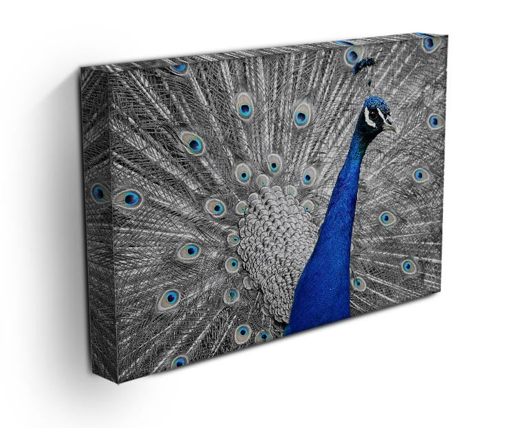 Peacock Print - Canvas Art Rocks - 3
