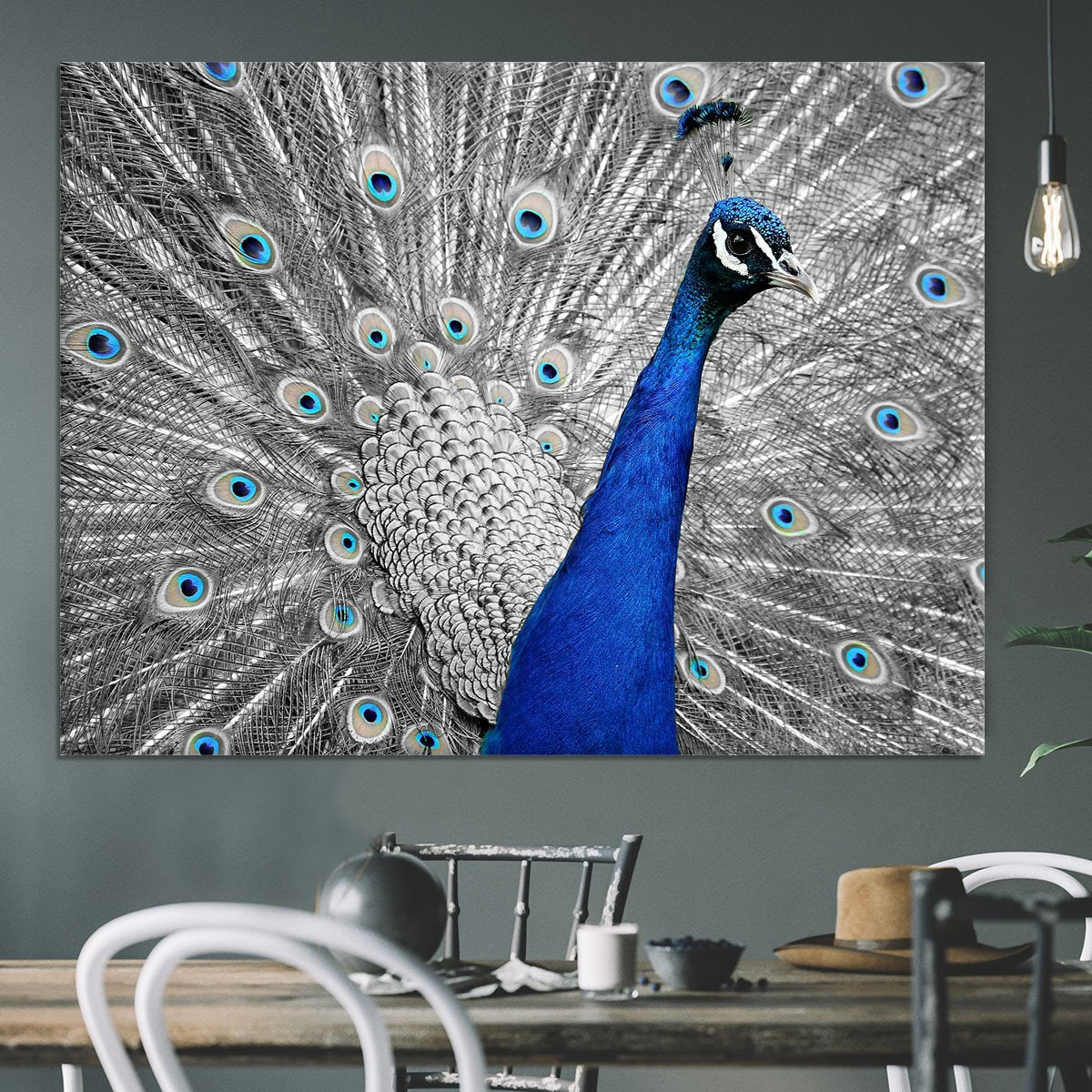 Peacock Canvas Print or Poster