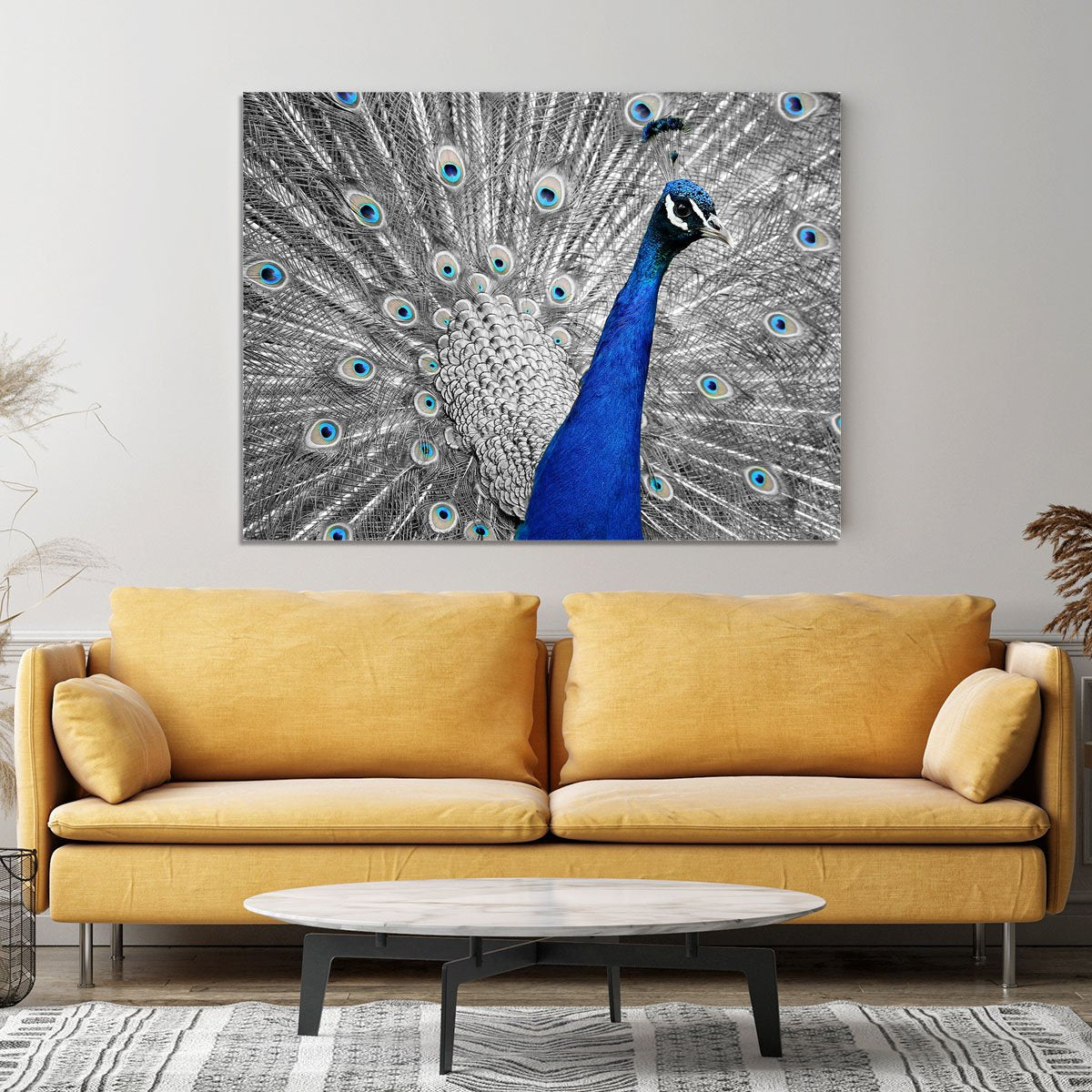 Peacock Canvas Print or Poster