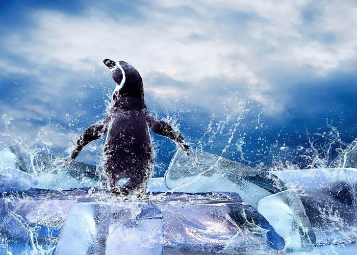Penguin on the Ice in water drops Wall Mural Wallpaper