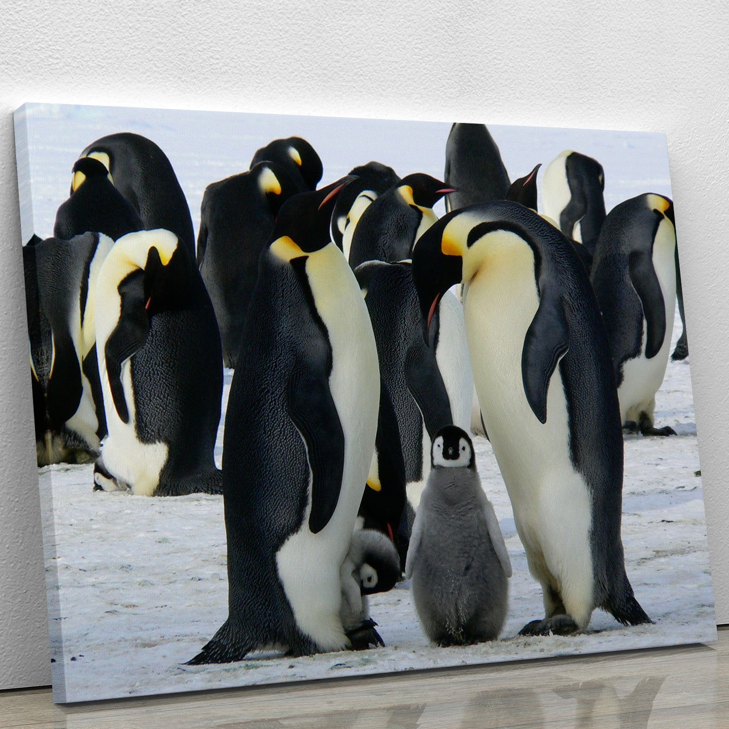 Penguins Canvas Print or Poster