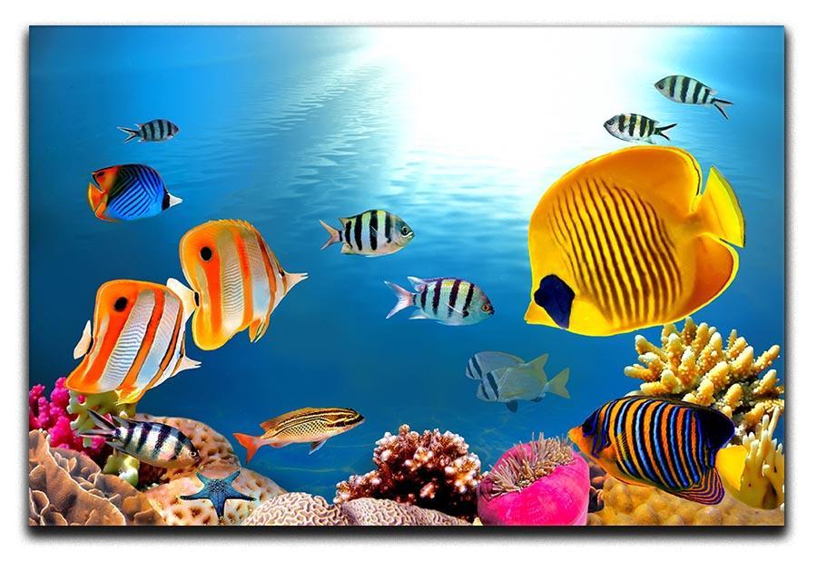 Photo of a coral colony Canvas Print or Poster  - Canvas Art Rocks - 1