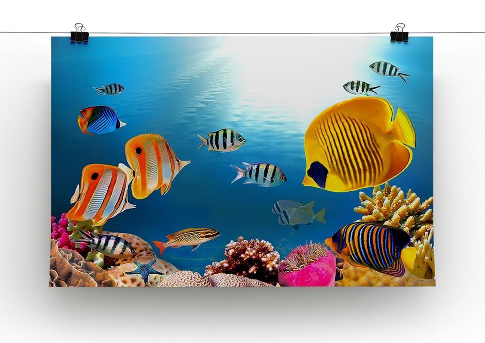 Photo of a coral colony Canvas Print or Poster - Canvas Art Rocks - 2