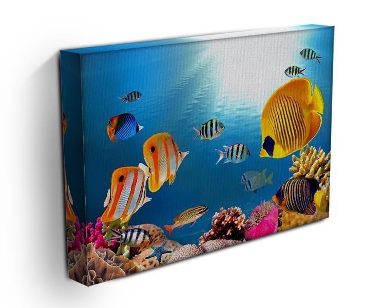 Photo of a coral colony Canvas Print or Poster - Canvas Art Rocks - 3
