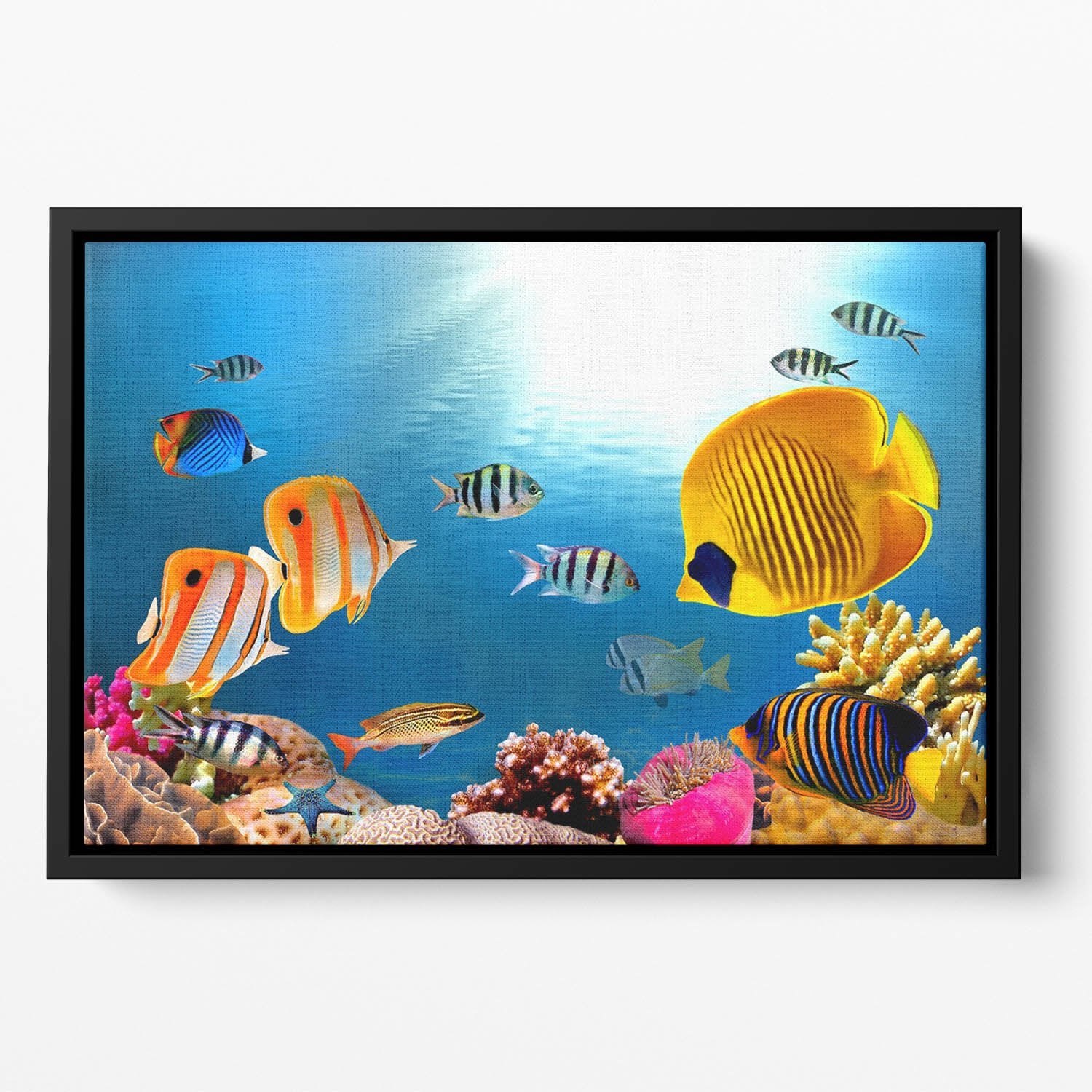 Photo of a coral colony Floating Framed Canvas