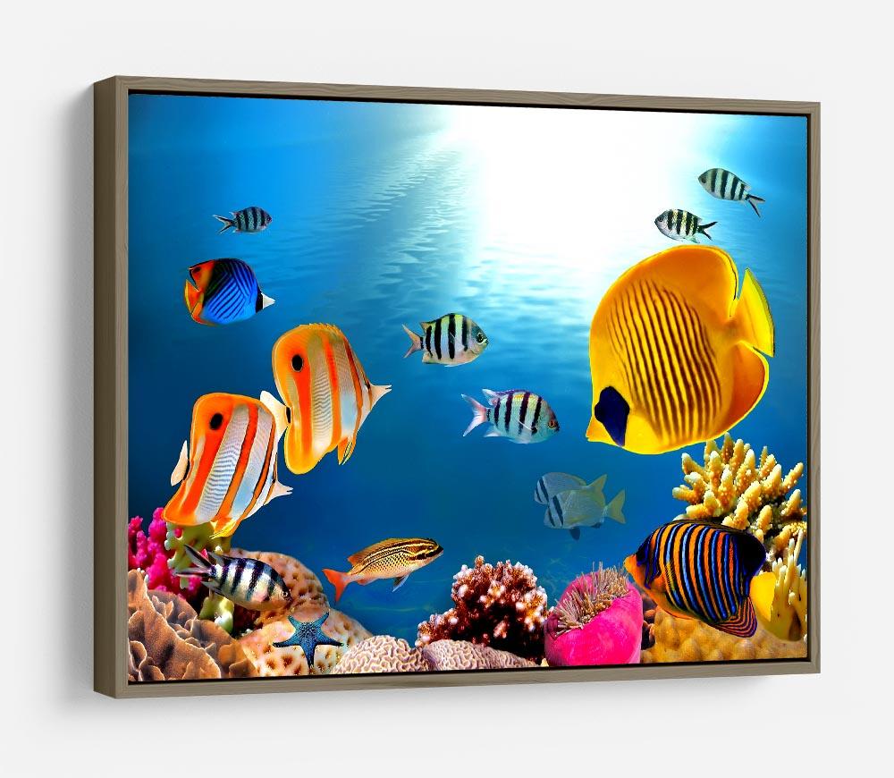 Photo of a coral colony HD Metal Print