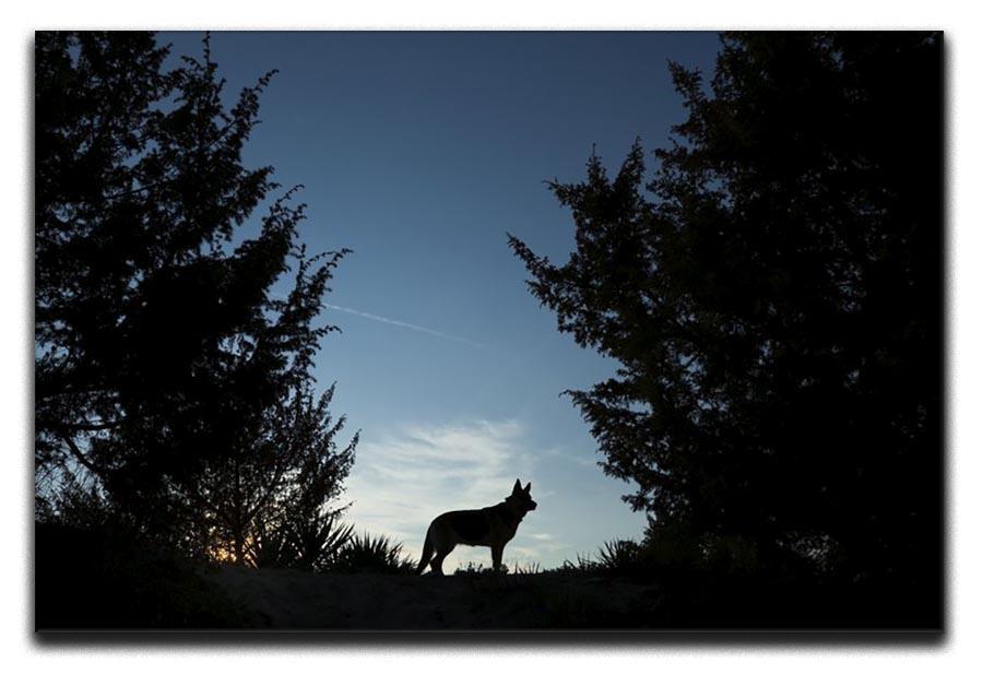 Picture of a wolf dog at dusk. Canvas Print or Poster - Canvas Art Rocks - 1