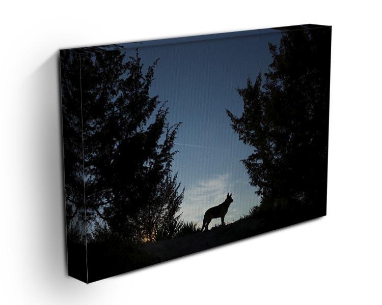 Picture of a wolf dog at dusk. Canvas Print or Poster - Canvas Art Rocks - 3