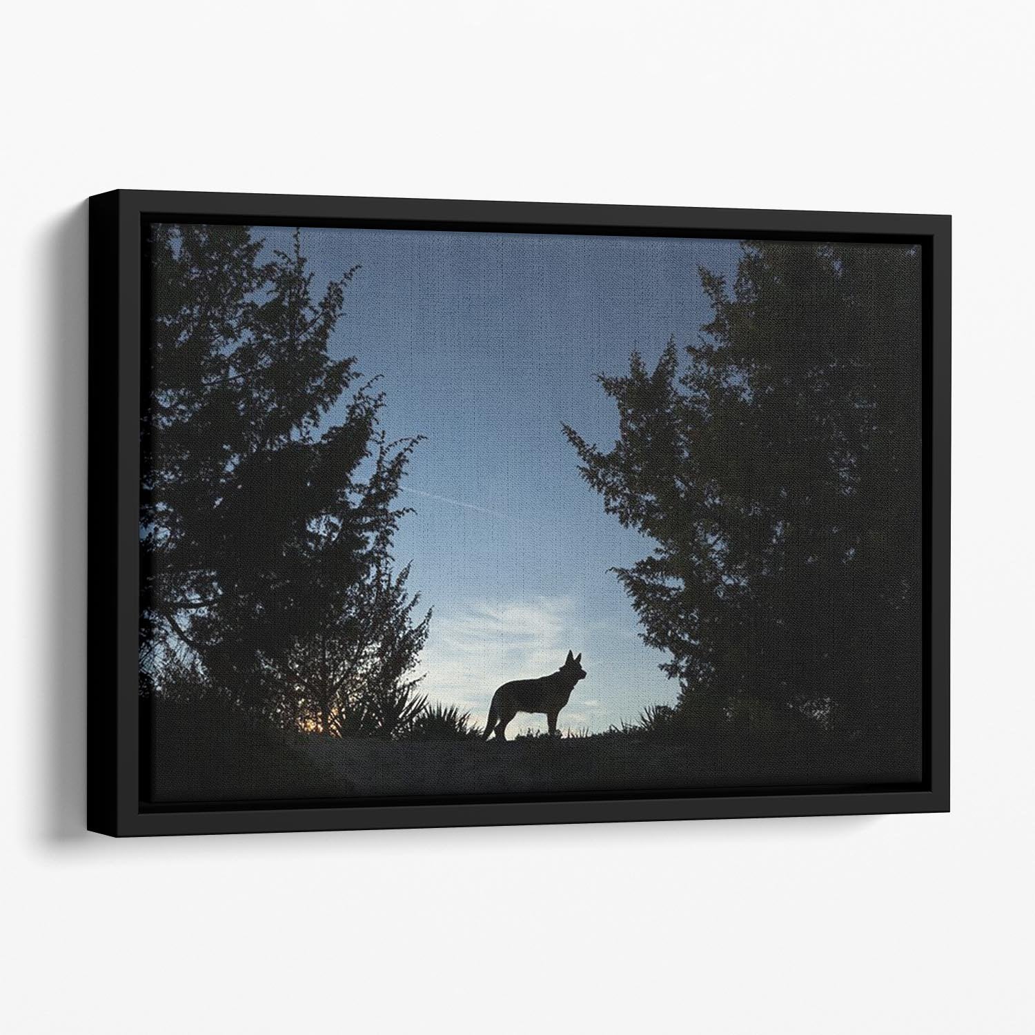 Picture of a wolf dog at dusk. Floating Framed Canvas - Canvas Art Rocks - 1