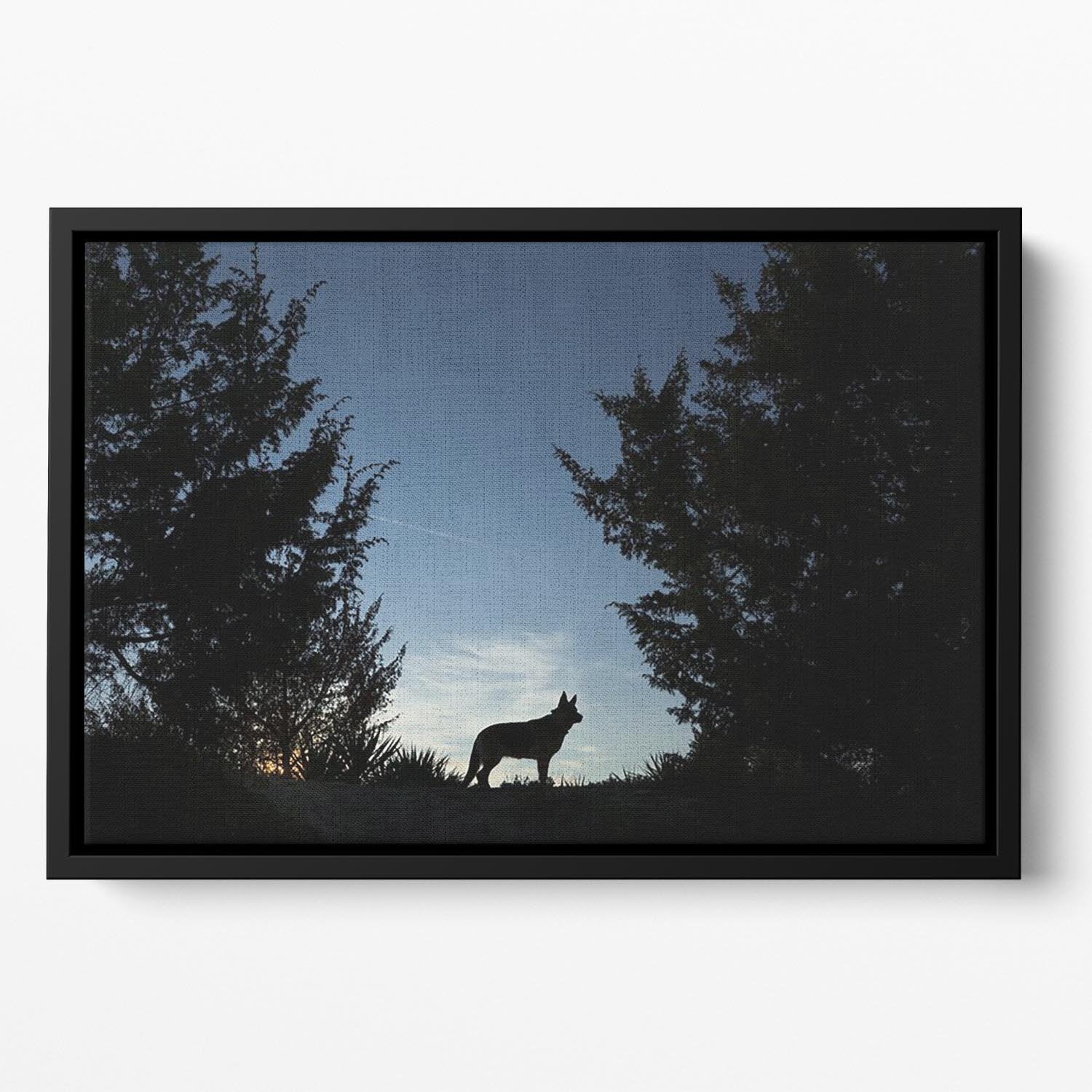 Picture of a wolf dog at dusk. Floating Framed Canvas - Canvas Art Rocks - 2