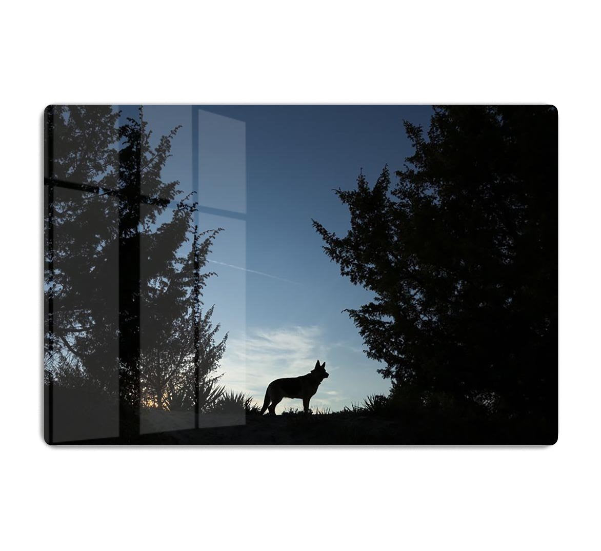 Picture of a wolf dog at dusk. HD Metal Print - Canvas Art Rocks - 1