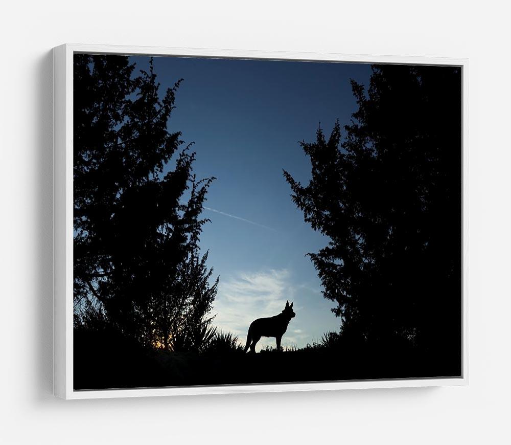 Picture of a wolf dog at dusk. HD Metal Print - Canvas Art Rocks - 7
