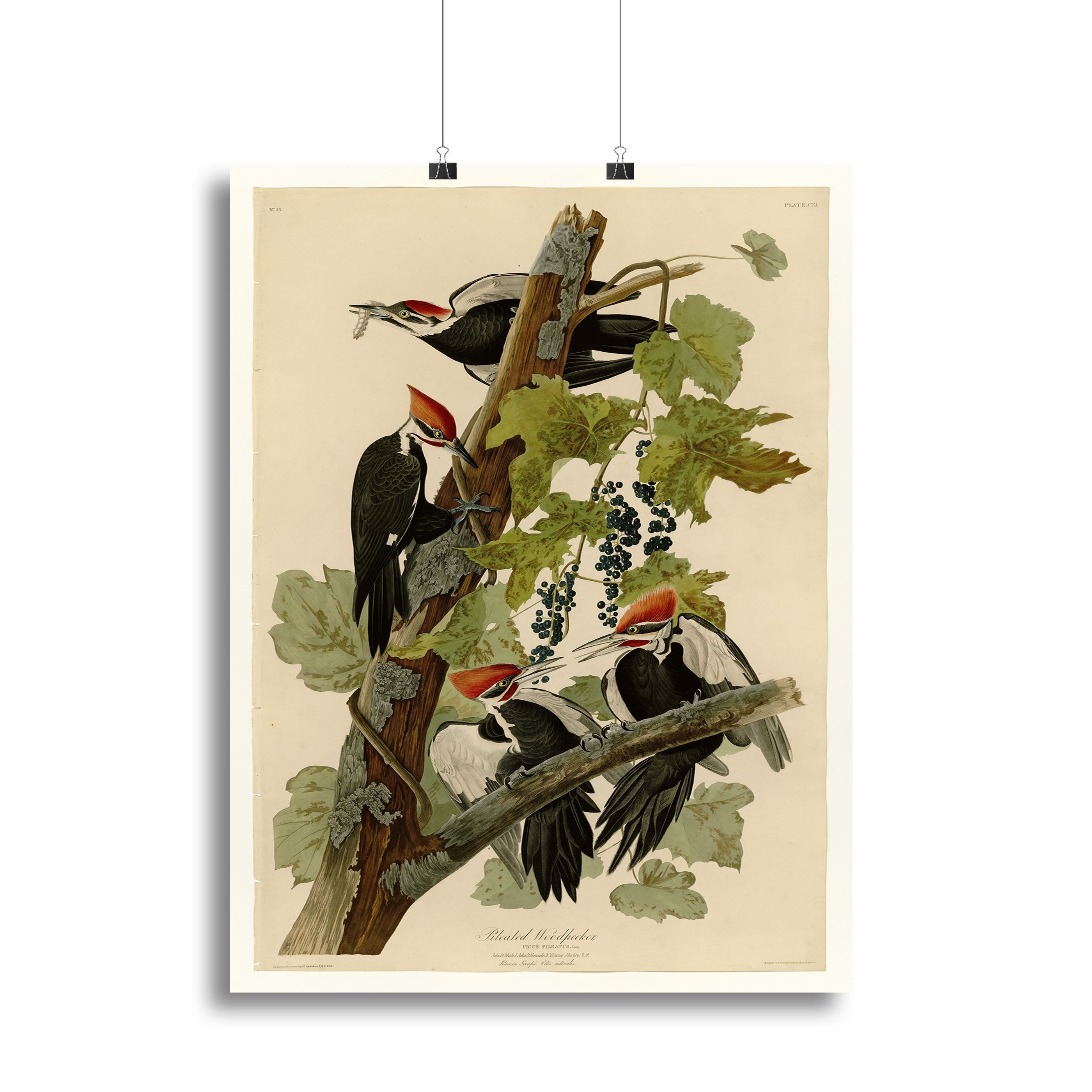 Pileated Woodpecker by Audubon Canvas Print or Poster