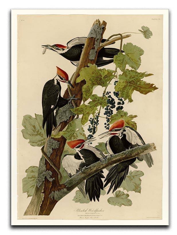 Pileated Woodpecker by Audubon Canvas Print or Poster - Canvas Art Rocks - 1