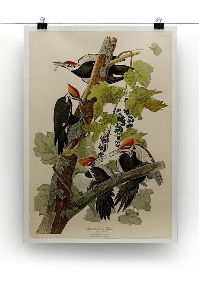 Pileated Woodpecker by Audubon Canvas Print or Poster - Canvas Art Rocks - 2
