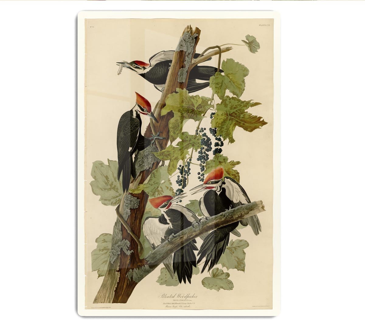 Pileated Woodpecker by Audubon HD Metal Print - Canvas Art Rocks - 1
