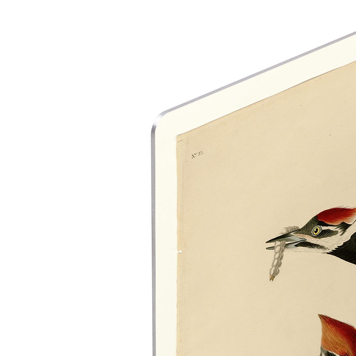 Pileated Woodpecker by Audubon HD Metal Print - Canvas Art Rocks - 4