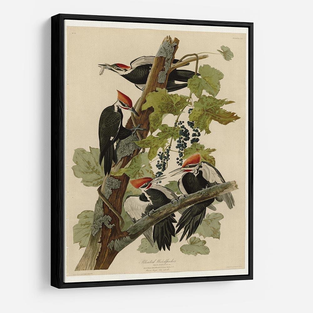 Pileated Woodpecker by Audubon HD Metal Print - Canvas Art Rocks - 6
