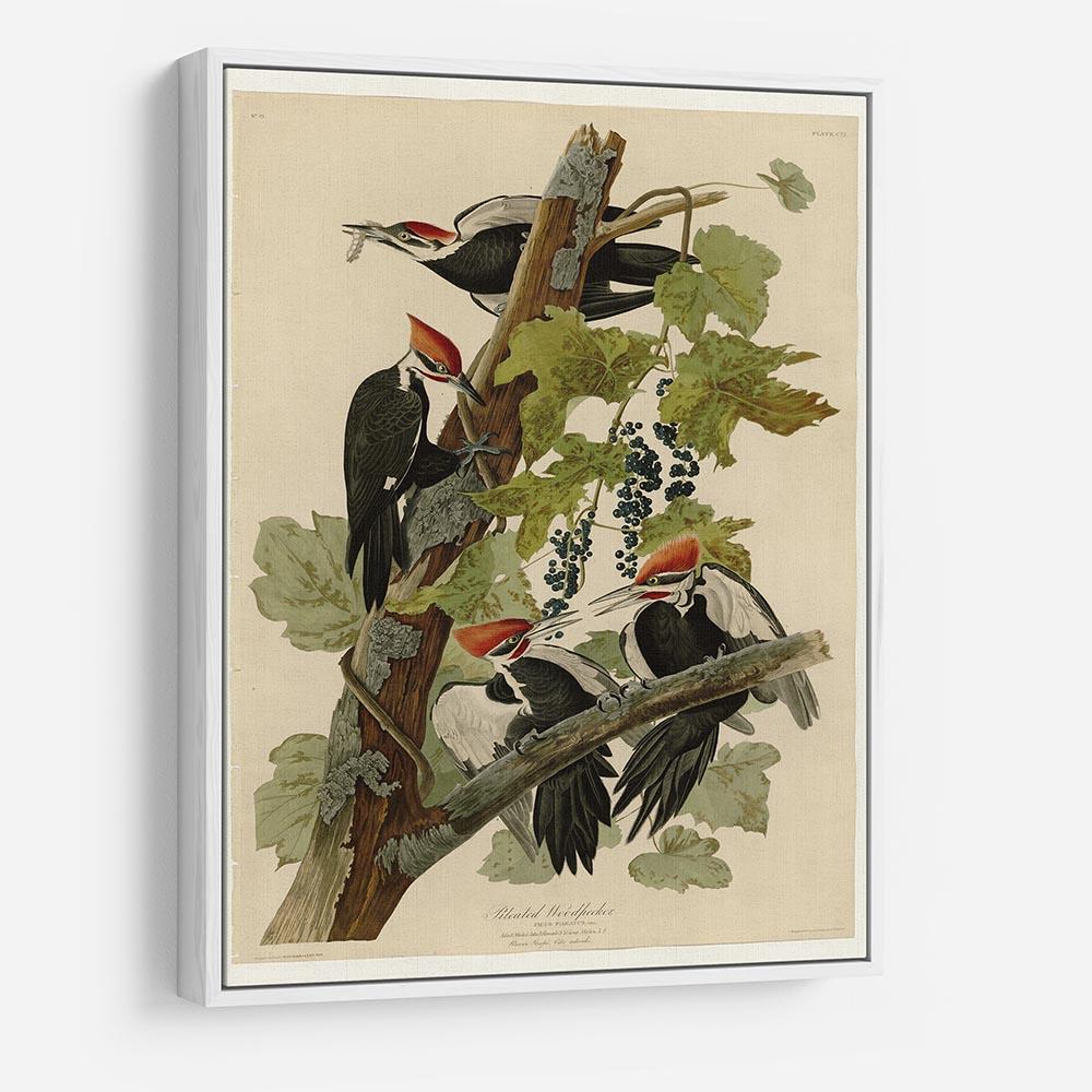 Pileated Woodpecker by Audubon HD Metal Print - Canvas Art Rocks - 7