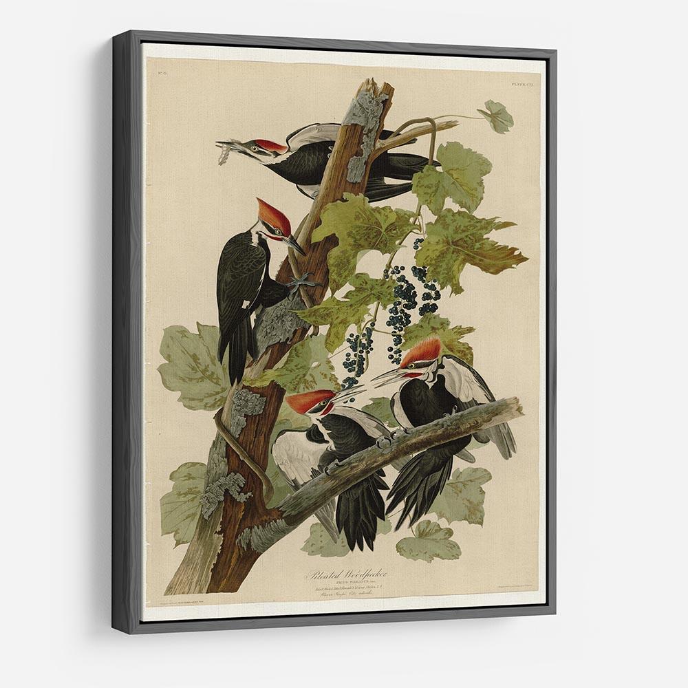 Pileated Woodpecker by Audubon HD Metal Print - Canvas Art Rocks - 9