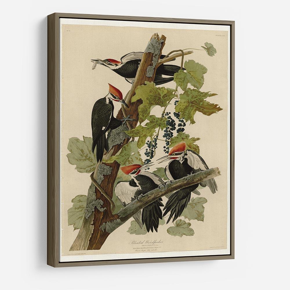 Pileated Woodpecker by Audubon HD Metal Print - Canvas Art Rocks - 10