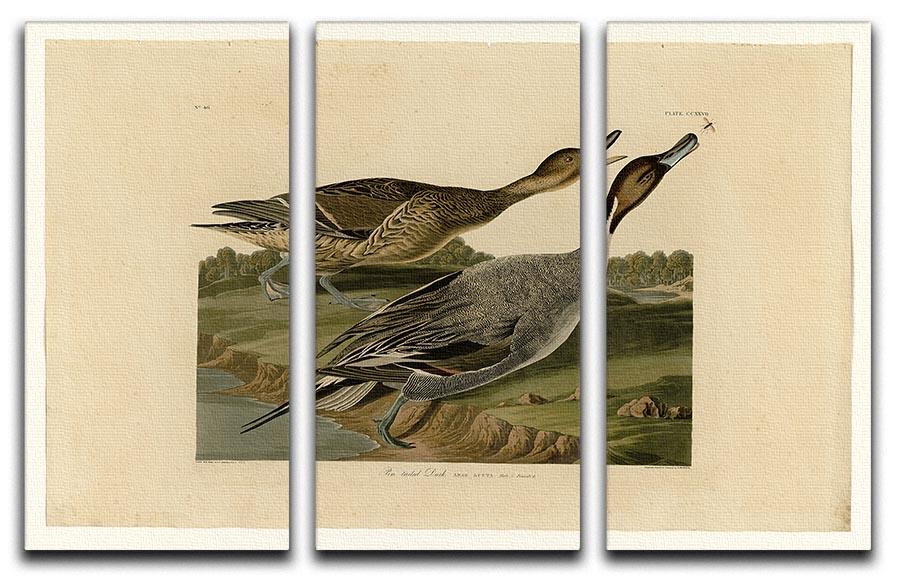 Pin tailed Duck by Audubon 3 Split Panel Canvas Print - Canvas Art Rocks - 1
