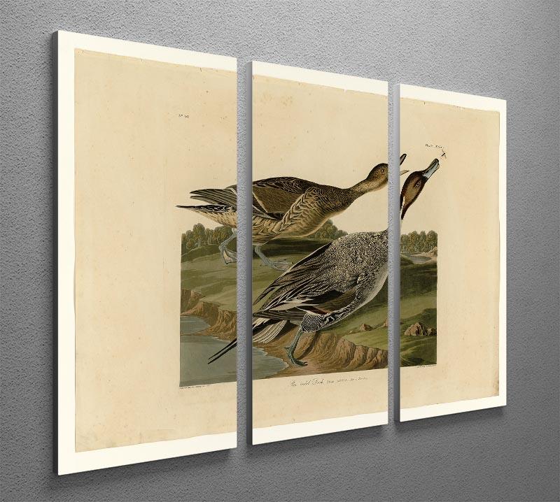 Pin tailed Duck by Audubon 3 Split Panel Canvas Print - Canvas Art Rocks - 2