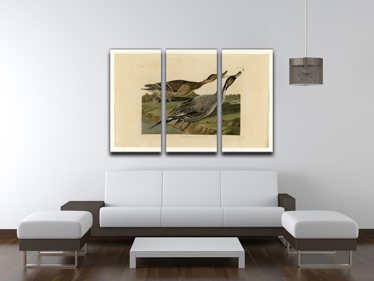Pin tailed Duck by Audubon 3 Split Panel Canvas Print - Canvas Art Rocks - 3