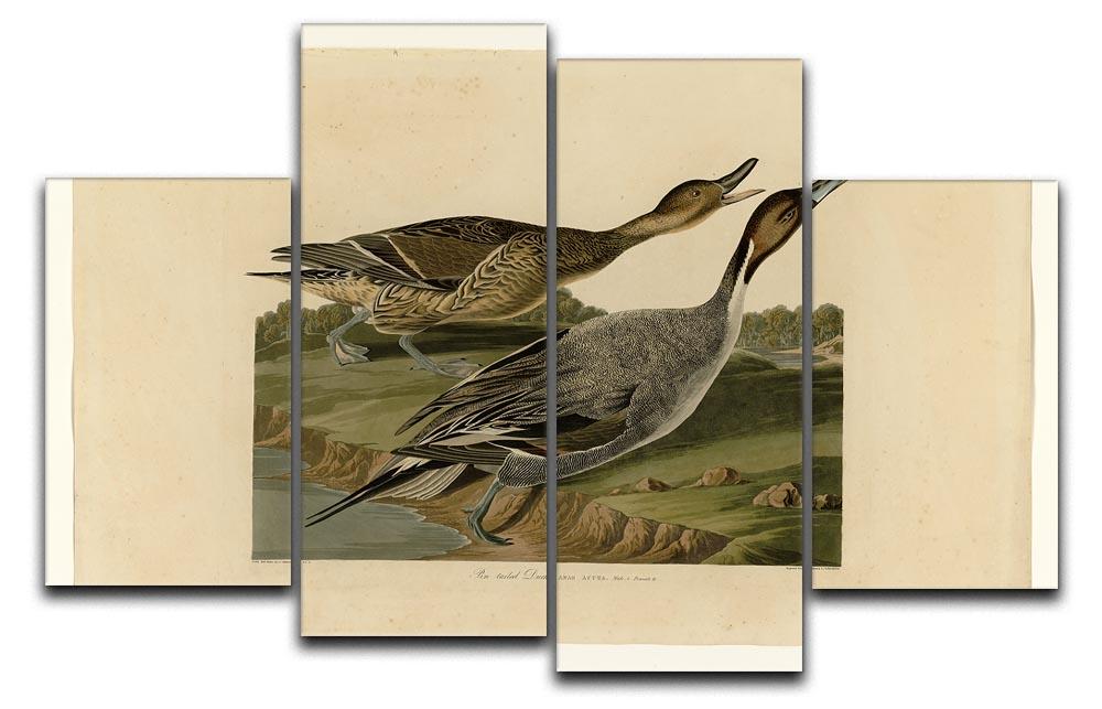Pin tailed Duck by Audubon 4 Split Panel Canvas - Canvas Art Rocks - 1