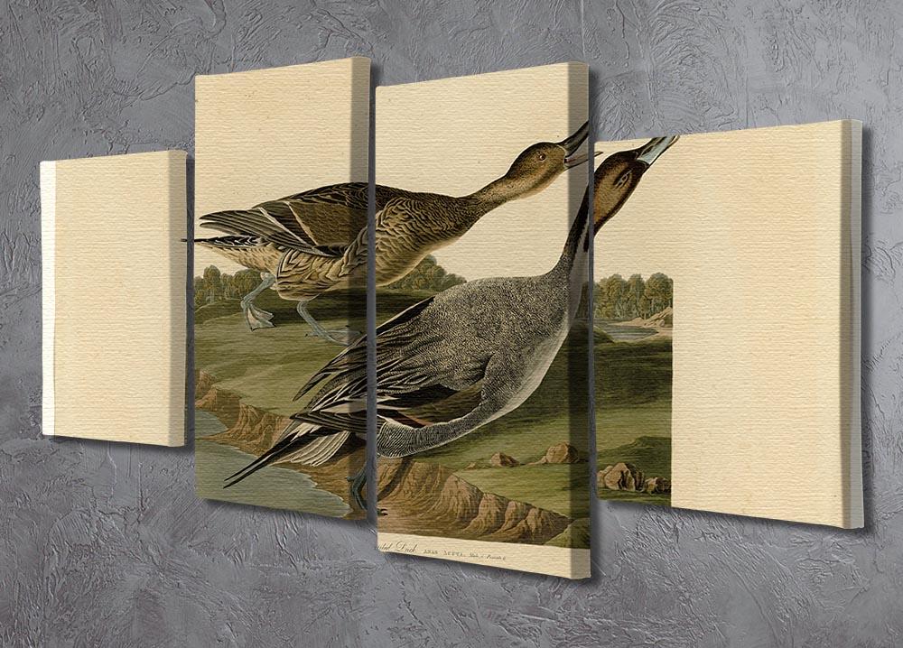 Pin tailed Duck by Audubon 4 Split Panel Canvas - Canvas Art Rocks - 2