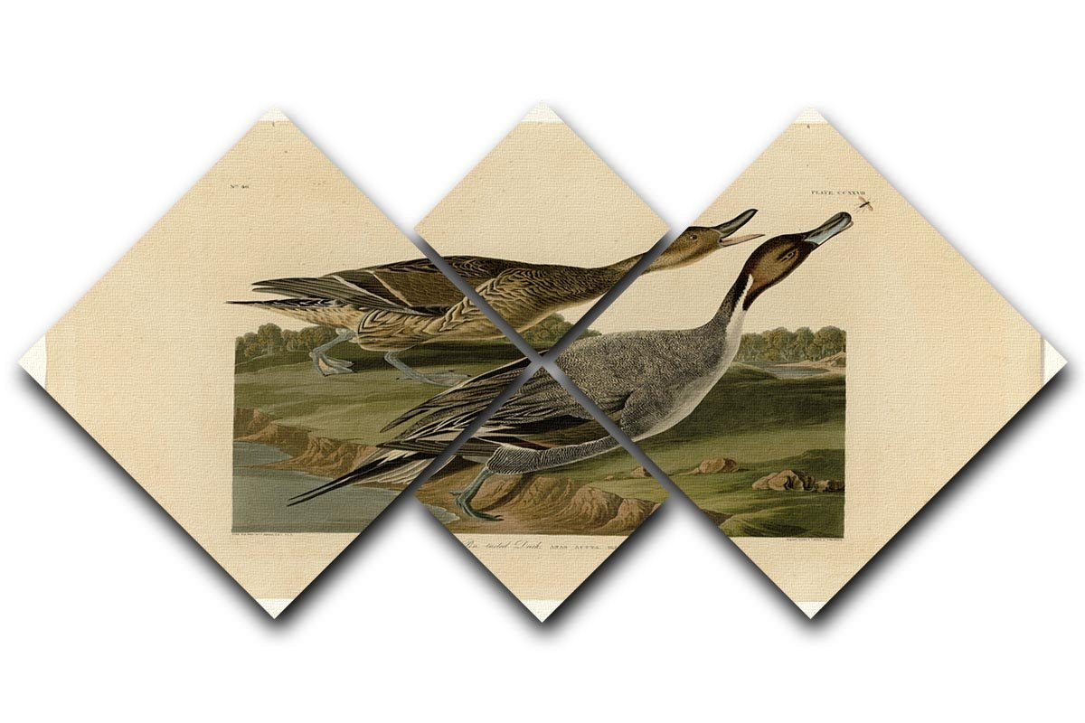 Pin tailed Duck by Audubon 4 Square Multi Panel Canvas - Canvas Art Rocks - 1