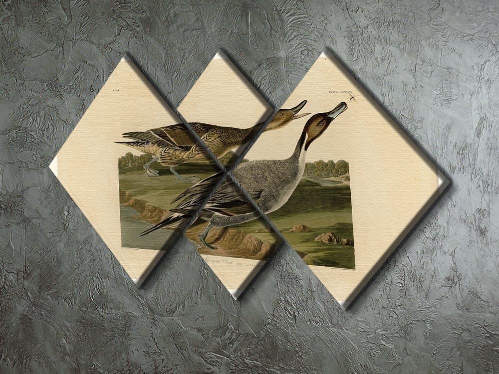 Pin tailed Duck by Audubon 4 Square Multi Panel Canvas - Canvas Art Rocks - 2