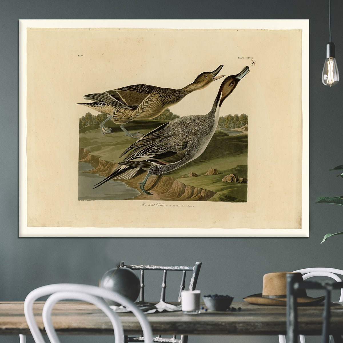 Pin tailed Duck by Audubon Canvas Print or Poster