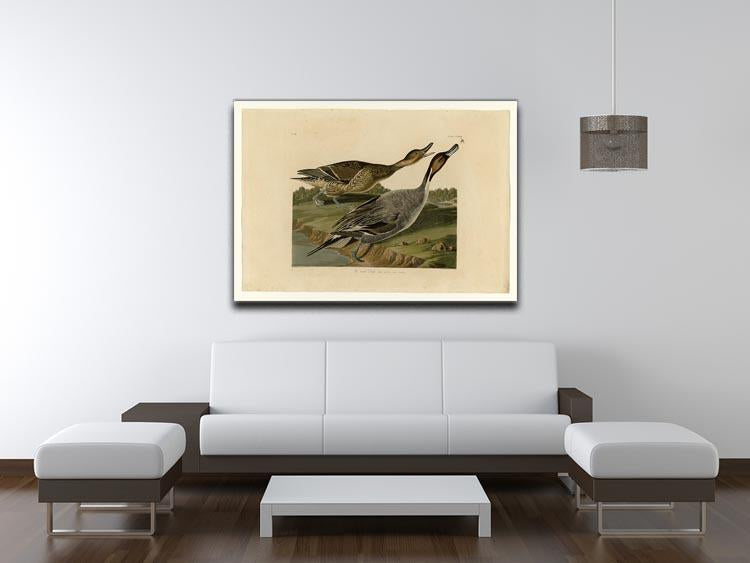 Pin tailed Duck by Audubon Canvas Print or Poster - Canvas Art Rocks - 4