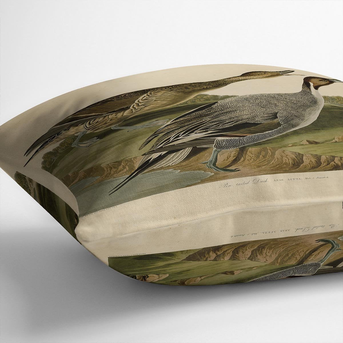 Pin tailed Duck by Audubon Cushion