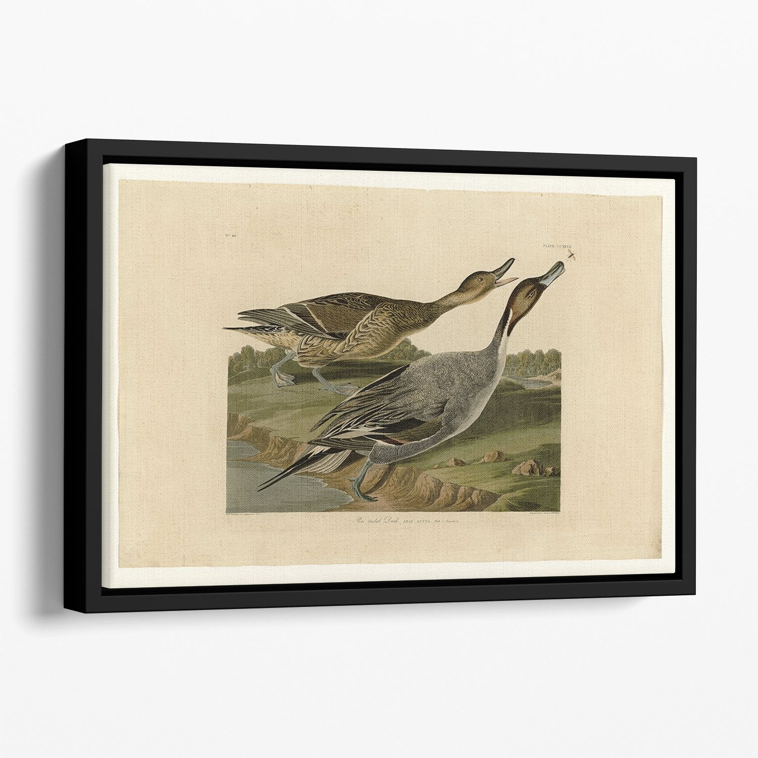 Pin tailed Duck by Audubon Floating Framed Canvas