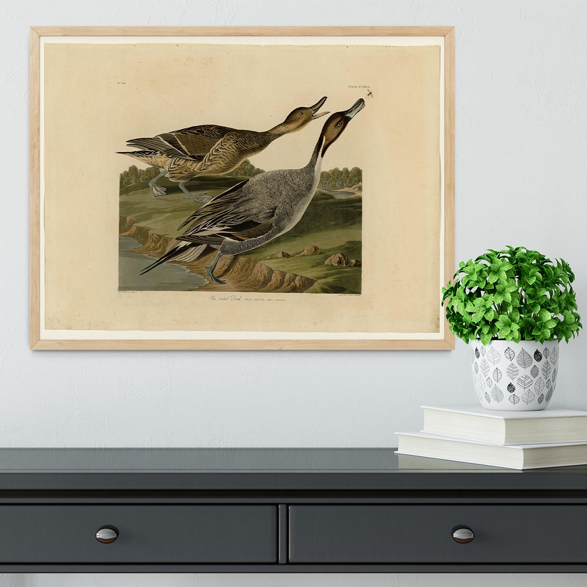 Pin tailed Duck by Audubon Framed Print - Canvas Art Rocks - 4