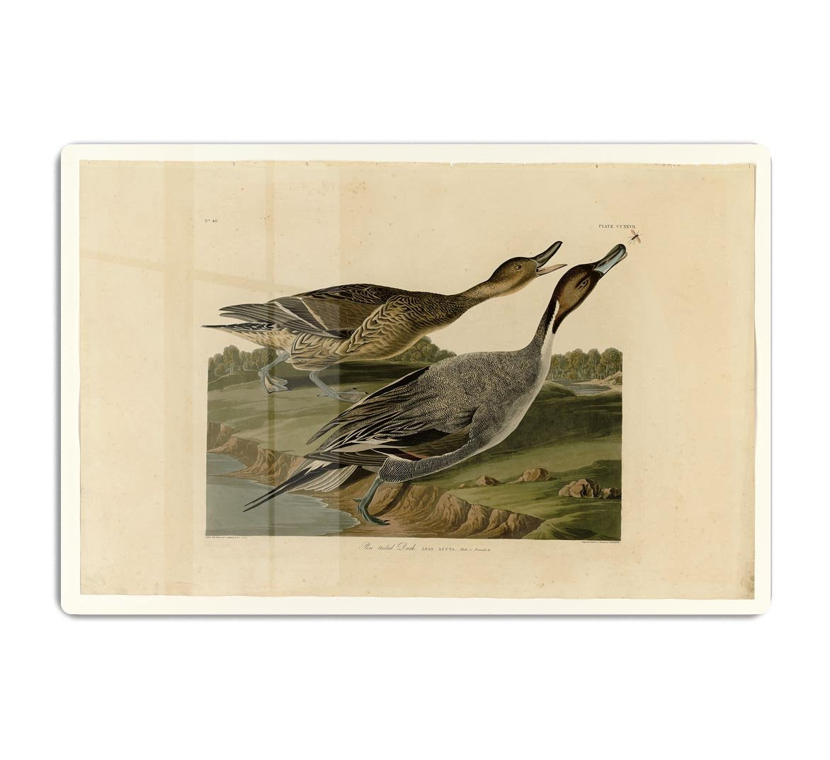 Pin tailed Duck by Audubon HD Metal Print - Canvas Art Rocks - 1