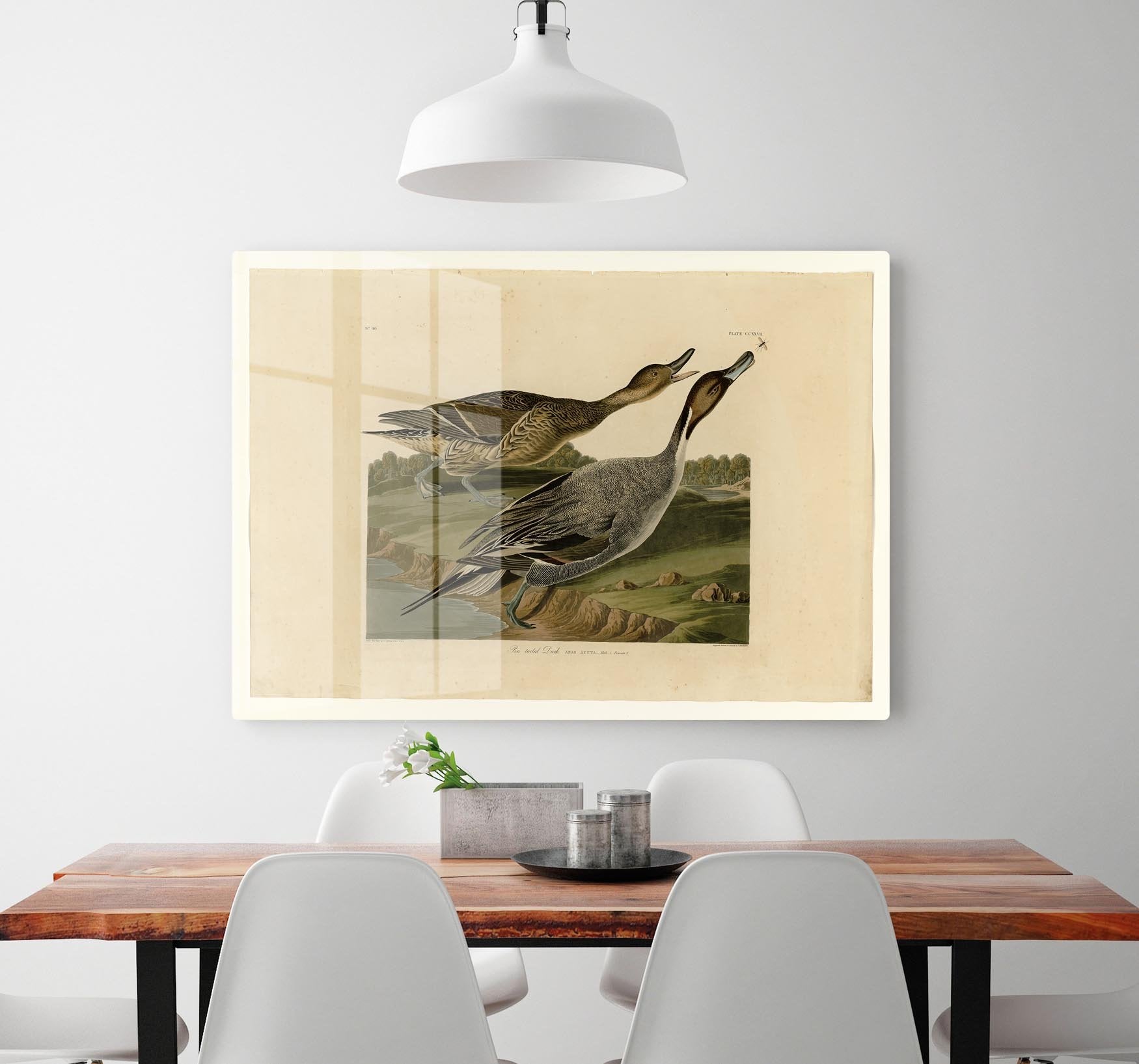 Pin tailed Duck by Audubon HD Metal Print - Canvas Art Rocks - 2