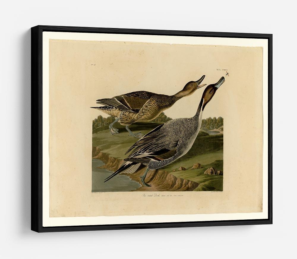 Pin tailed Duck by Audubon HD Metal Print - Canvas Art Rocks - 6