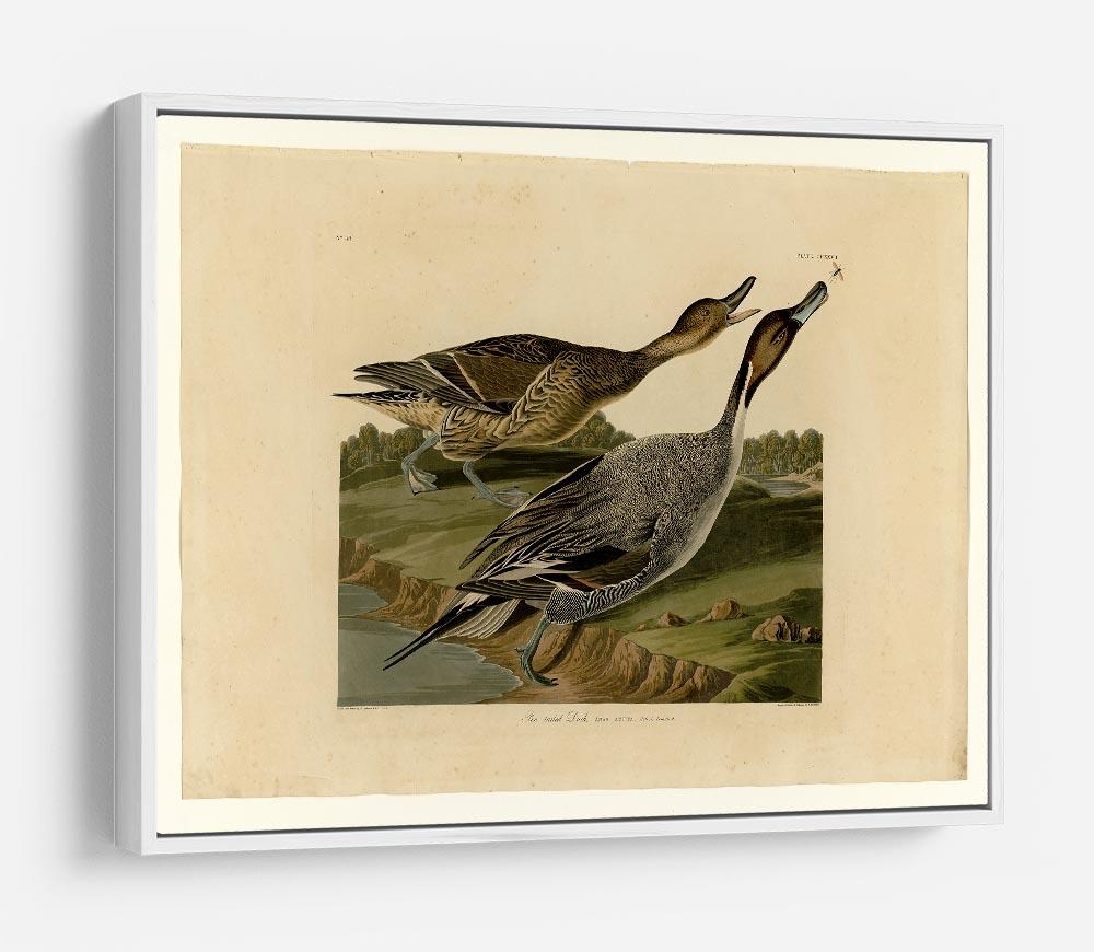 Pin tailed Duck by Audubon HD Metal Print - Canvas Art Rocks - 7