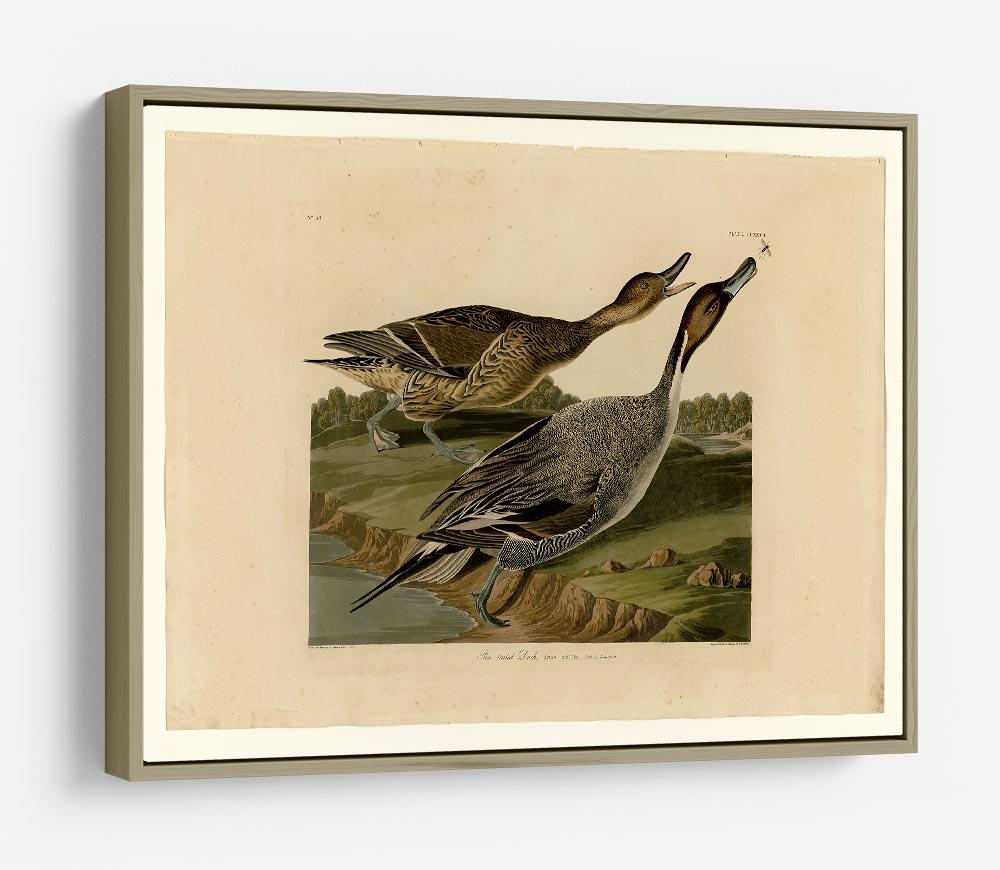 Pin tailed Duck by Audubon HD Metal Print - Canvas Art Rocks - 8