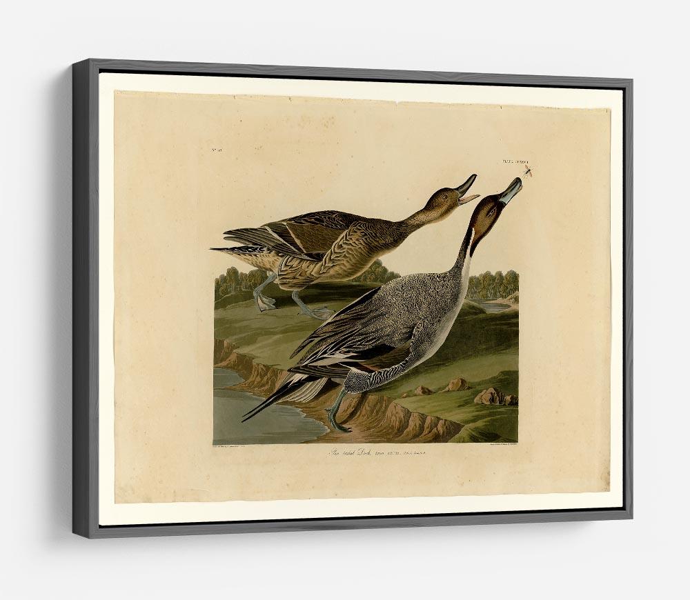 Pin tailed Duck by Audubon HD Metal Print - Canvas Art Rocks - 9