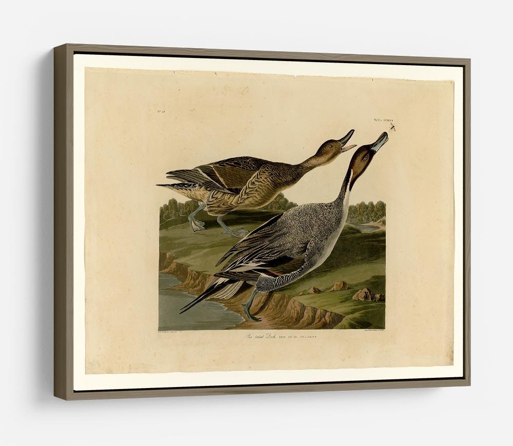 Pin tailed Duck by Audubon HD Metal Print - Canvas Art Rocks - 10